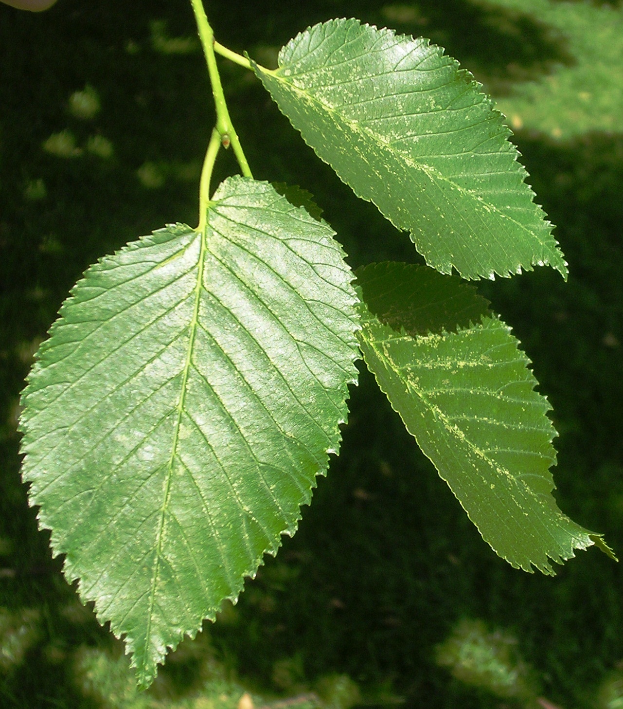 Huntingdon_Elm_leaves.jpg