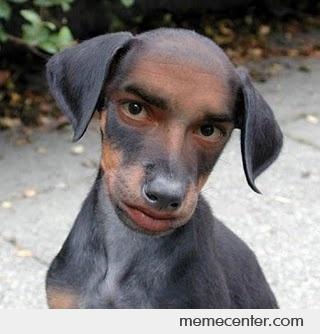 Mandog_o_28450.jpg