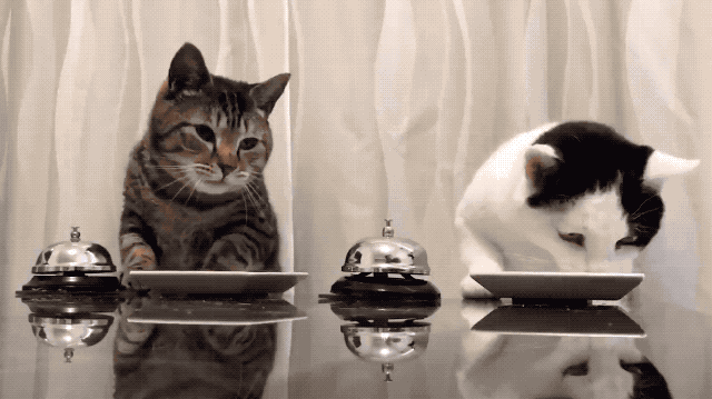 856a69d7-b907-475c-a5df-16315ee60ae9.gif