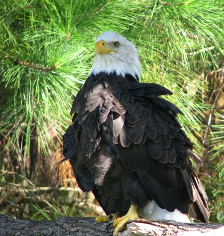 IMG_3837%20%20Eagle%205.jpg