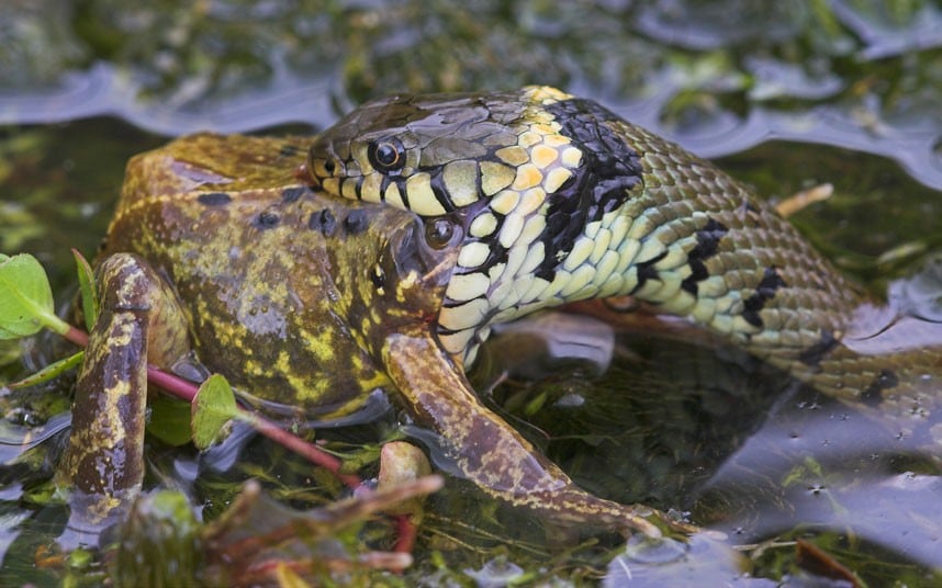 Grass-Snake-Eating_2332097k.jpg