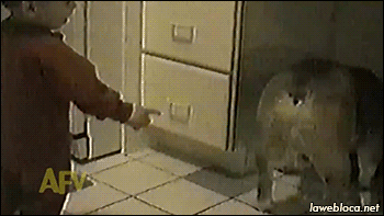 KE2bOWvhTTeVsiPJtBMC_Dog%20Butthole%20Finger.gif
