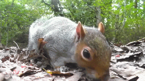 pYkDvN.gif