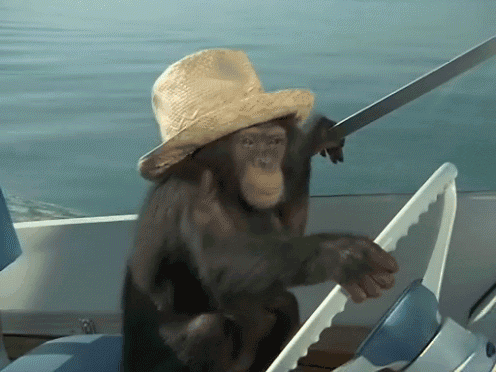 chimp_boat.gif