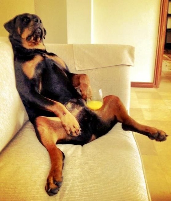 dog-lounging-around.jpg