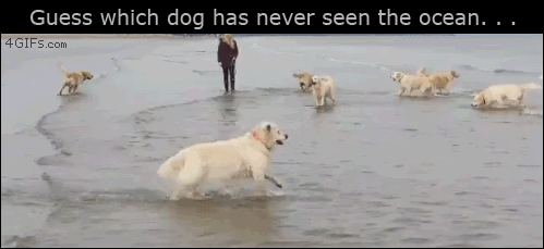 b8554497a6afc1452b088a0f2848a71a.gif