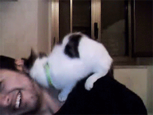 cat-loves-to-nuzzle.gif