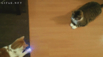 cat-pong-108470.gif
