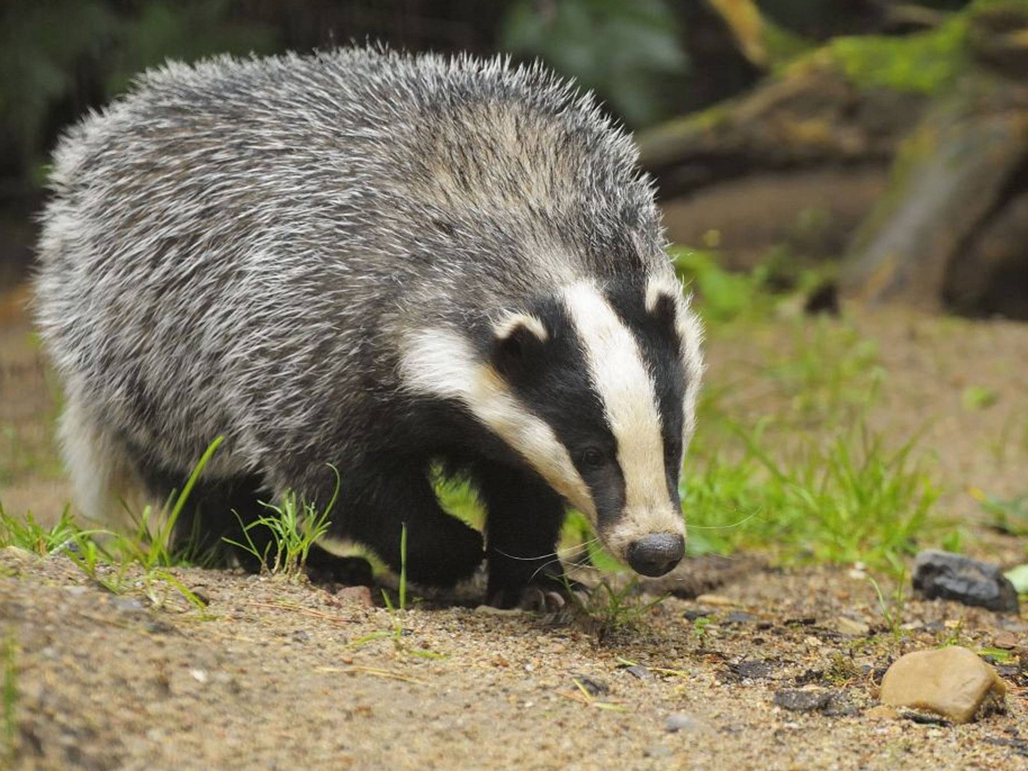 Badger.jpg
