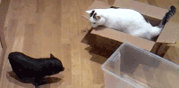 200w.gif