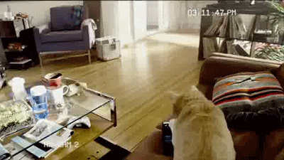 tumblr_myv2y1OJsr1sezoa7o1_400.gif