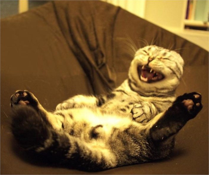 4604220-cats-laughing-so-hard.jpg