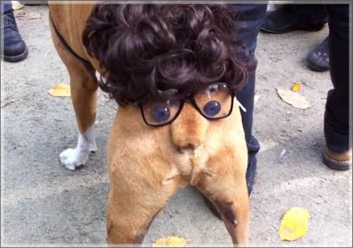 dog-humor-funny-halloween-costumes-7.jpg