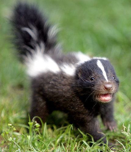 Skunk.jpg