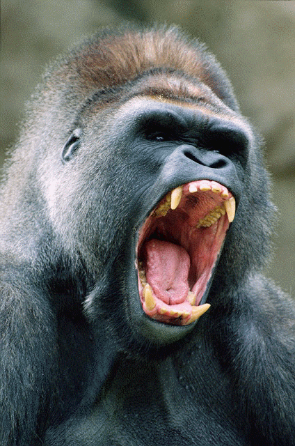 Gorilla.gif