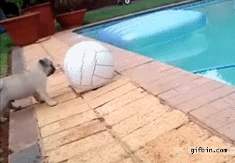 giphy.gif