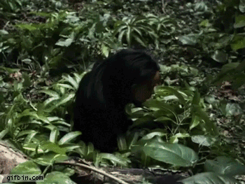 smazp2.gif