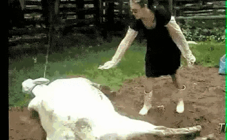 FickleVastCheetah.gif