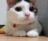 Gif-Cat-shaking-the-head.gif
