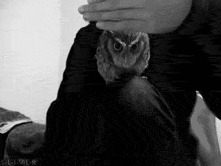 peek-a-boo-owl3.gif