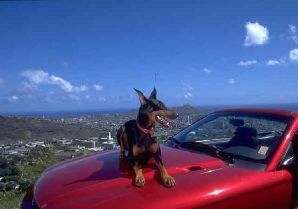 carsecurity.jpg