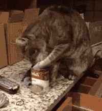 200w.gif