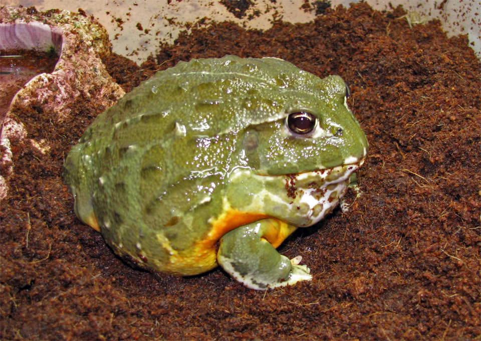 FatFrog.jpg