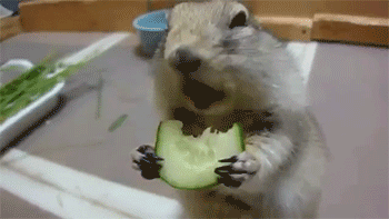 giphy.gif