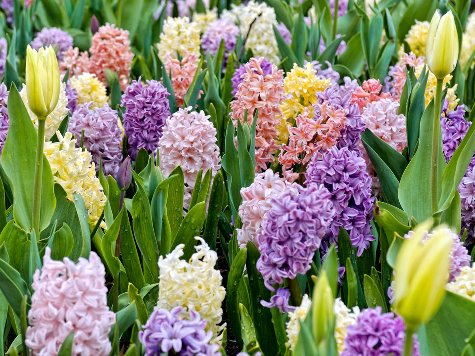 pics-hyacinth.jpg