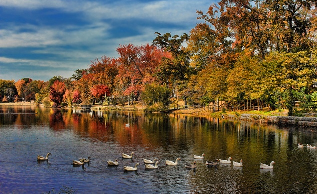 fallscenesrssducks-952012-95124_horiz-large.jpg