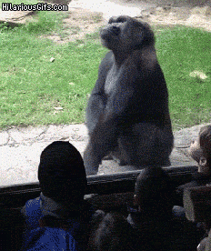 Gorilla-bangs-on-glass-Field-trip.gif