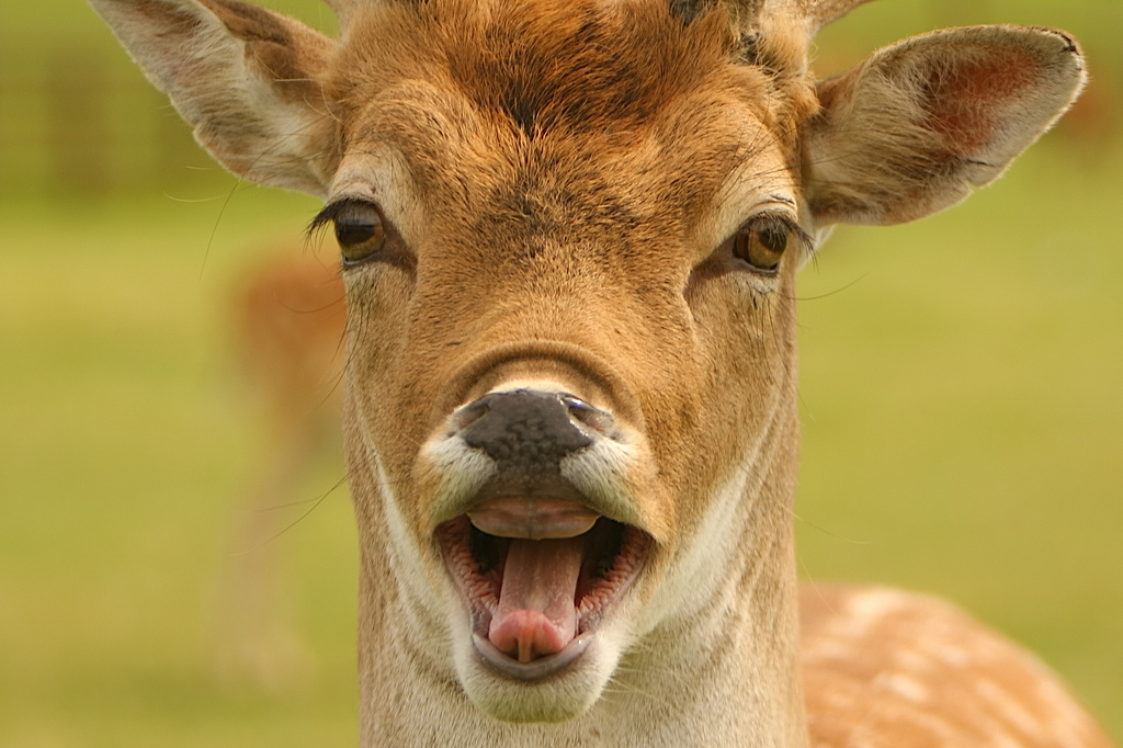 Funny+Deer+Face.jpg