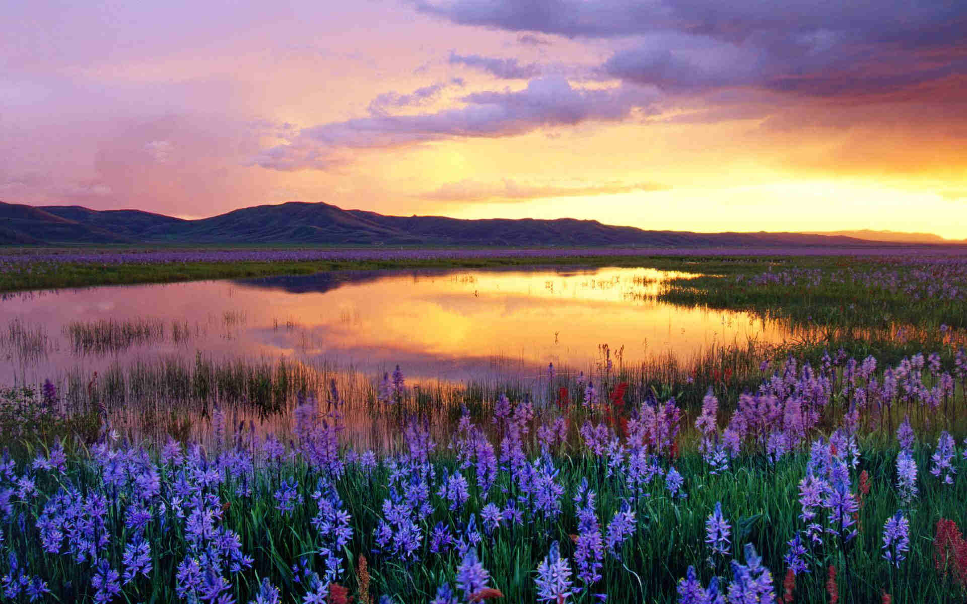Sunrise-On-Flowers.jpg