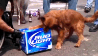 200w.gif