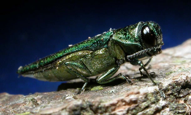 emeraldashborer_zps427a4dde.jpg