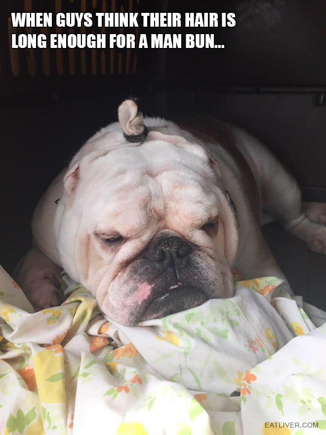 man-bun-bulldog.jpg