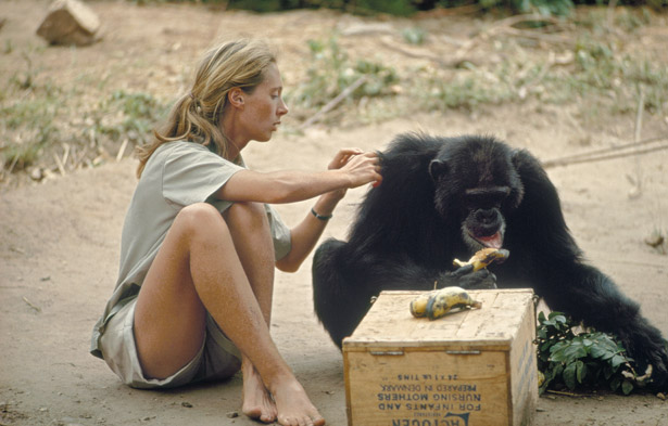 jane-goodall-615.jpg