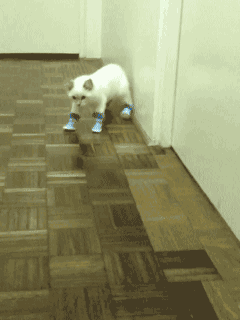 IMG_2595.gif