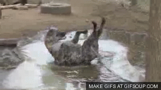 happy-hyena-o.gif