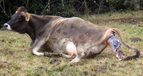 cow-giving-birth.jpg