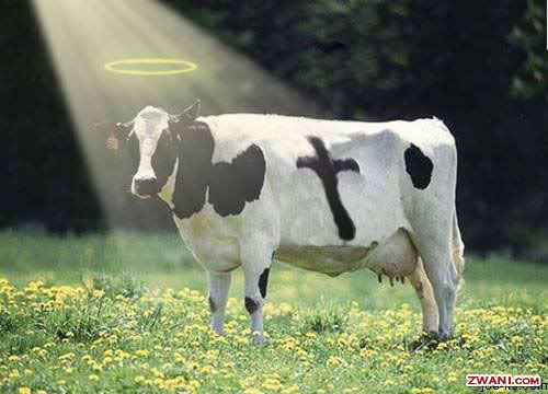 religious-cow.jpg