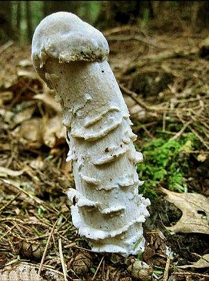 mushroom.jpg