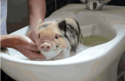 2dc21e178a82b9015362f146718da9773812efb2.jpg.gif