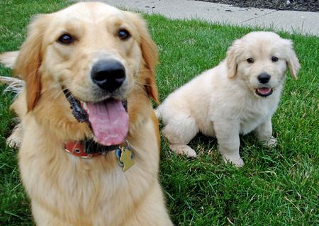 thunder-the-golden-retriever-6_44564_2010-04-28_w450.jpg