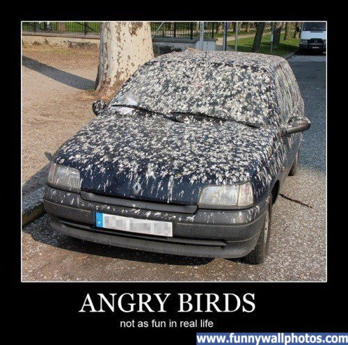 angry-birds.jpg
