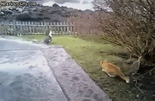 ruGOeBw.gif