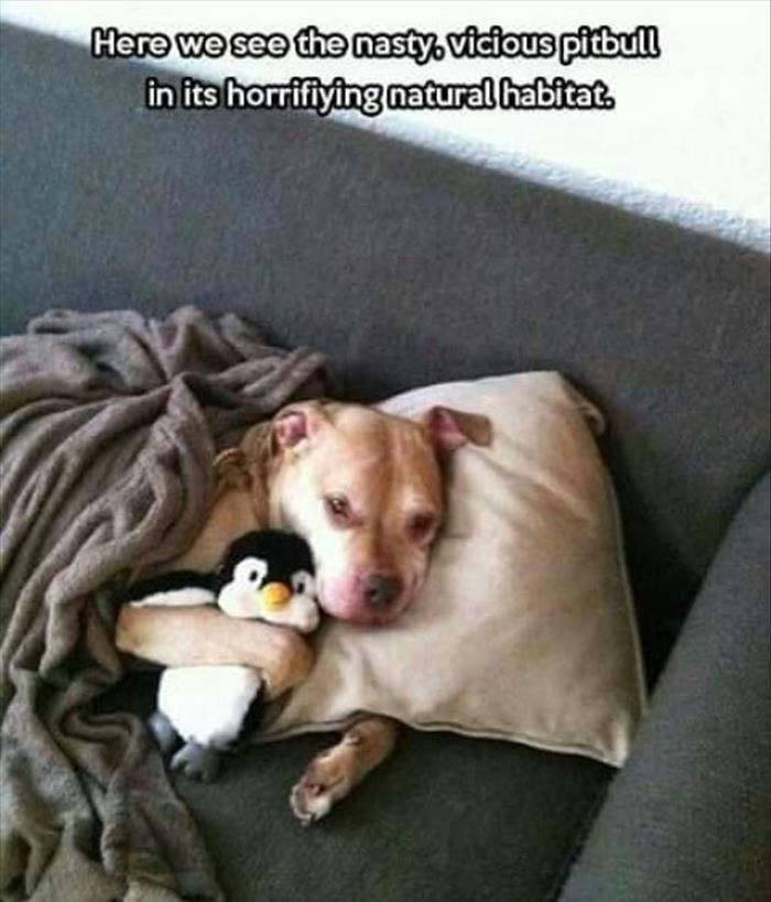 funny-animals-2210.jpg