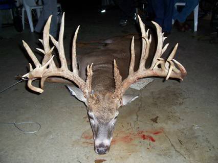 buck.jpg
