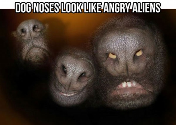 dog-noses.jpg