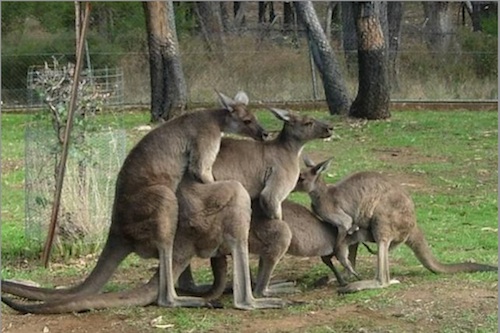 kangaroo.jpg